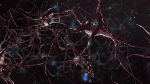 Animation of neuron cells. Nerve cells Activity in the Brain