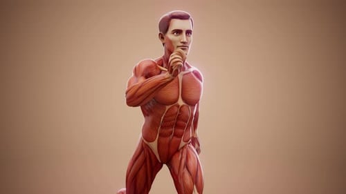 Konzeptionelle 3D-Animation eines rennenden anatomischen Muskelmannes