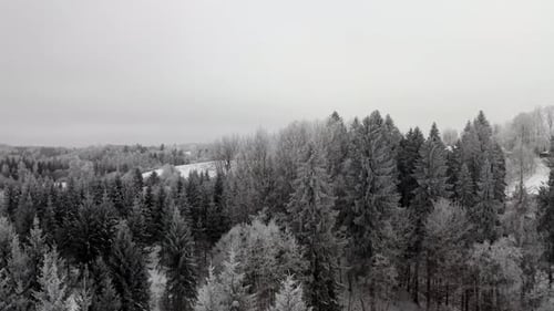 Frozen forest trees in winter. Ascending aerial drone shot of breathtaking views with frost covered