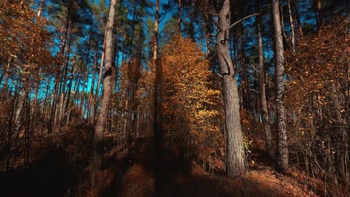 Autumn Forest Timelapse Woods And