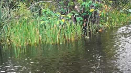 Boat Ride On Everglades National Park - Travel Through Everglades In Florida, USA. - Tracking Shot