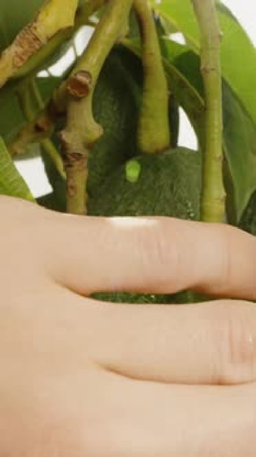 Vidéo verticale. Une main masculine étend les branches des arbres et examine les fruits de l'avocat de près.