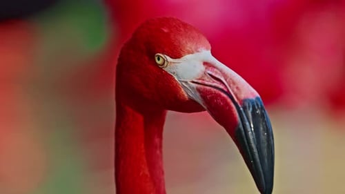 Nahaufnahme eines leuchtend roten amerikanischen Flamingos Dieses Nahaufnahmevideo zeigt eine detaillierte Ansicht
