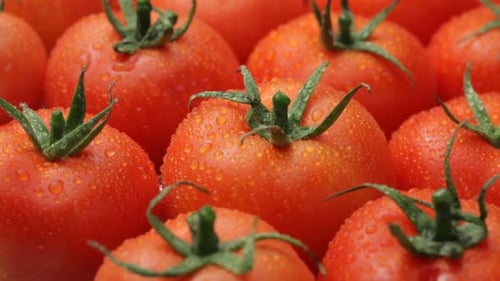 Fresh Red Tomatoes with Water Droplets Slowly Rolling