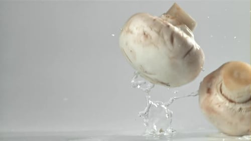 Mushrooms Falling on a White Background Filmed on a Highspeed Camera at 1000 Fps