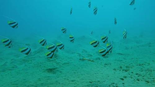 School of colorful Bannerfish swim in water over sandy seabed
