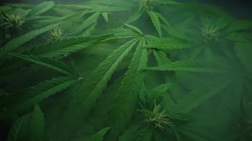 Macro Cannabis Plant Bush Smoke Cloud Organic Grow of Herbal Indica Marijuana