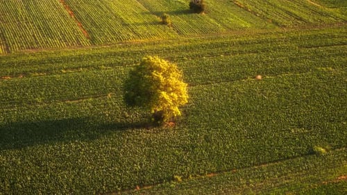 Solitary Tree in a Lush Green Field 4K