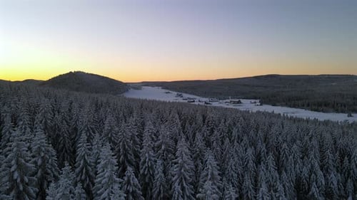 Winter Forest Landscape in Evening