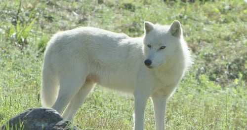 Canadian Wildlife - Arctic wolf slow motion on summer tundra