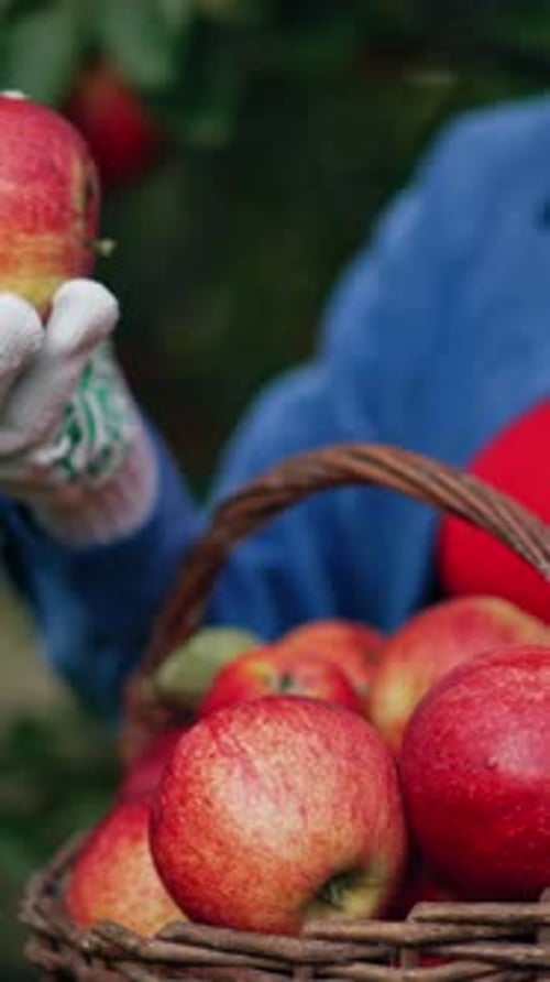 Hermosas manzanas rojas jugosas y maduras recogidas en una canasta.