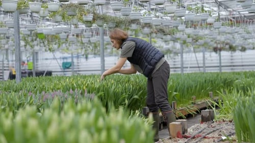 Woman Working Amongst Tulips in Greenhouse