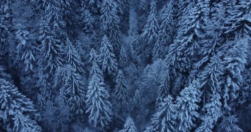 Winter Wonderland Forest Trees Woodland Scenery Outdoors