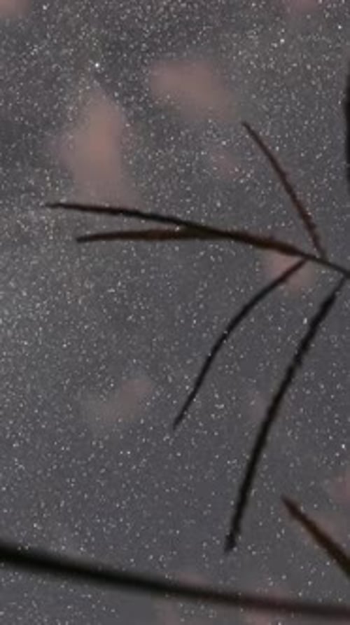 Twinkling Stars and Reeds at Night