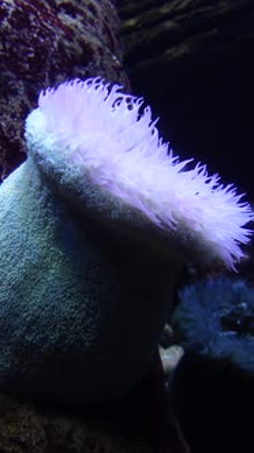 Coral Reef Vertical Video