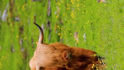 Highland Cattle Cows Graze On A Summer Pasture Scottish Cattle Breed Walking In Meadow In Summer Day