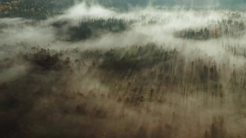 Vast Foggy Forest During Sunrise or Sunset - Aerial Orbit Right