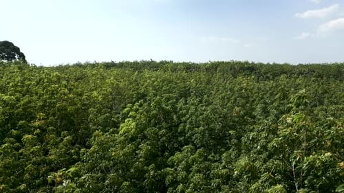 Drohne fliegt langsam über einen Wald mit vielen Bäumen in Vietnam
