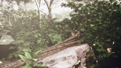 Ancient Forest Shrouded in Mist Vaporic Fog Cloaks Ancient Woodland Floor