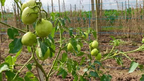 frische grüne Tomaten
