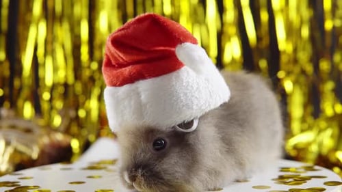 Rabbit with Santa Hat on Festive Background