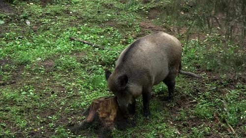 Wild Boar Scratches Its Nose in the Forest Against a Stump