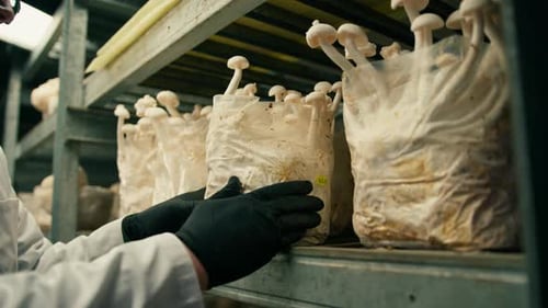 mushroom farm mycologist wearing glasses and black glove touching shimeji mushrooms grown in bags