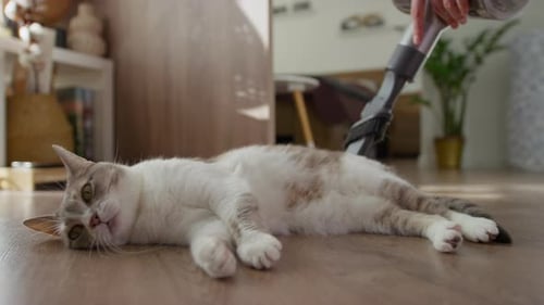 Cat Lying on Floor Gets Vacuumed Indoors