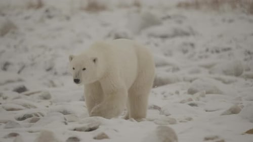 Polar bear in the Canadian Arctic walking along the Tundra waiting for the ice to freeze