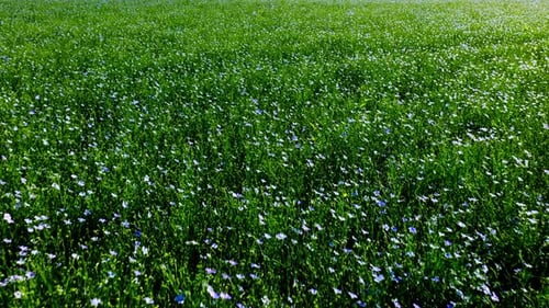 A Vibrant Meadow Filled with Blooming Wildflowers in Early Spring Sunshine