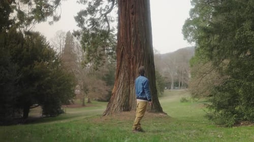 Hombre mirando un árbol
