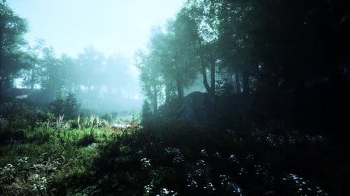 Misty Morning Light Filtering Through Trees in a Tranquil Forest Landscape