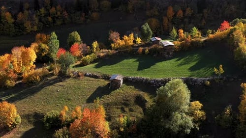 Autumn Forest