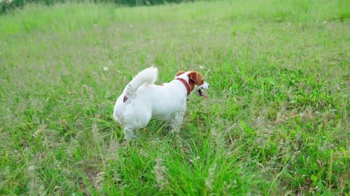 Energetic Dog Runs Through Green Grassy Field