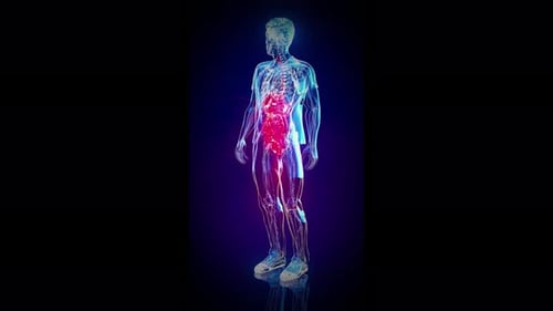 3D Holographic Human Anatomy Scan of Digestive System