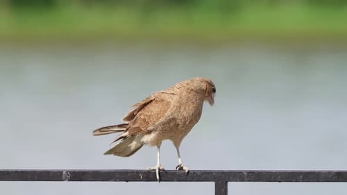Wilder Chimango-Caracara, Milvago Chimango, steht auf der Barrikade am Seeufer und wischt sich erneut den Schnabel ab