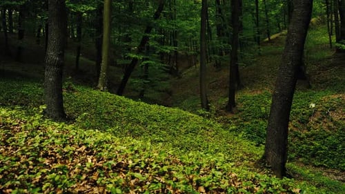 4k footage of sun shining through green forest in the spring time.