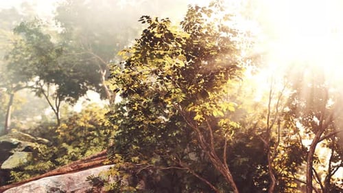 The Sun Shines Through the Trees and Rocks