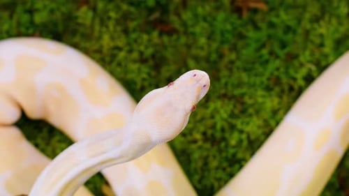 Albino Snake Resting on Green Moss