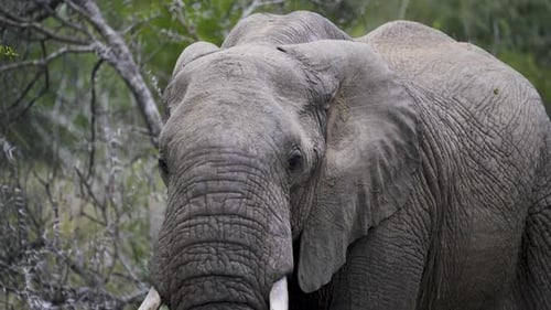 Primer plano de un majestuoso elefante africano en estado salvaje, rodeado de exuberante vegetación