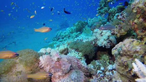 Colourful Tropical Fishes Scorpion