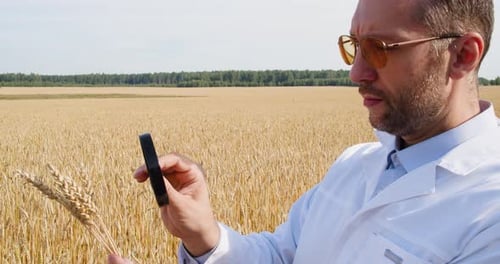 Agronomist Researcher Stands in a Field of Wheat and Examines Ears of Wheat with a Magnifier