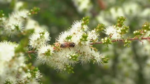 Bee Pollinating White Flowers in Natural Environment