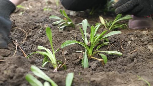 Woman in Protective Garden Gloves Seedling Green Flower Plant