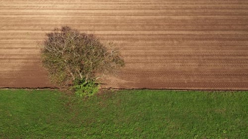 Lone tree in farmland, green meadow and brown, ploughed field, aerial view, serenity, peace and tran