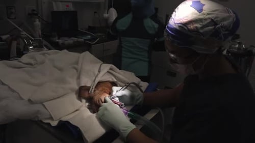 Veterinarians skillfully cleaning dogs teeth at calgary clinic in alberta Canada