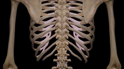 3D Rendering of Human Skeleton Pelvis and Lower Limbs