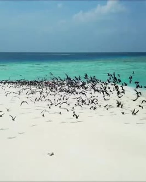 Flock of Seabirds on Pristine Tropical Beach