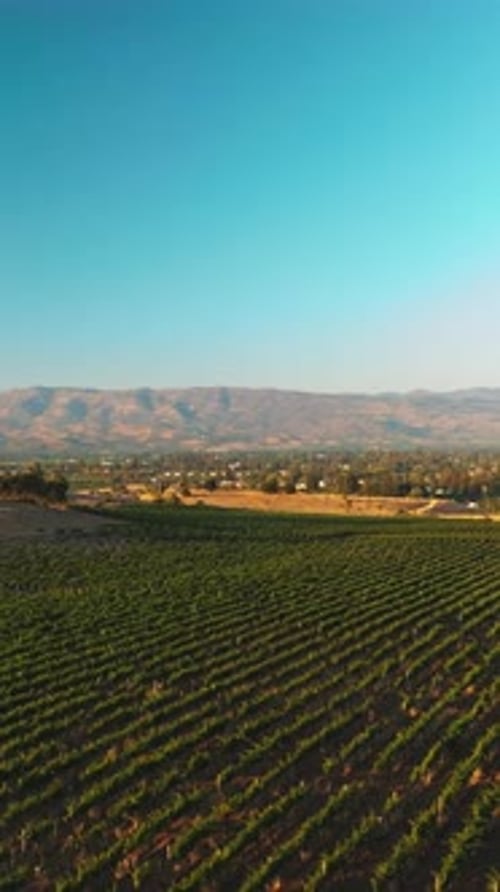 Große Weinberge im schönen sonnigen Napa, Kalifornien, USA.