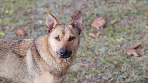 Beautiful Mixed Breed Dog with Brown and Grey Fur Stands Gracefully in a Peaceful Meadow Exuding